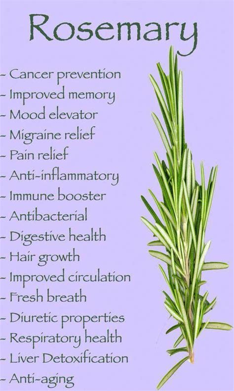 Rosemary Herbal Effects Hot Sex Picture