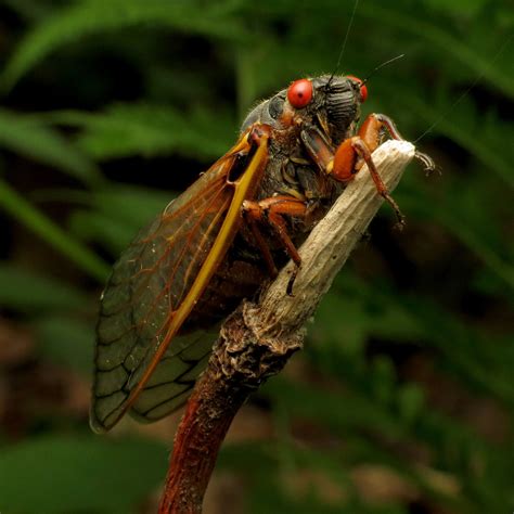 Loud Bug Summer All Your Cicada Questions Answered Xerces Society