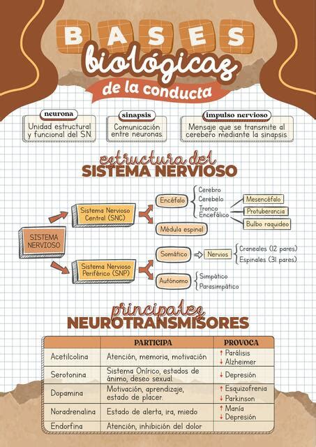 Bases Biol Gicas De La Conducta Nohema Masgo Poma Udocz