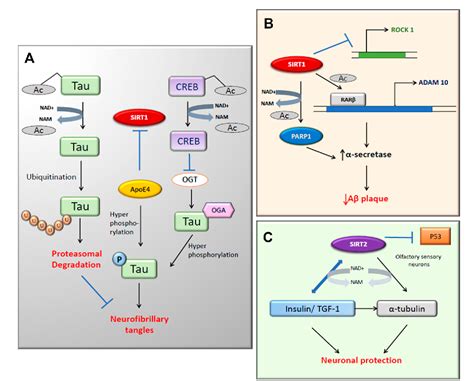 Figure From Sirt And Sirt Activity Control In Neurodegenerative