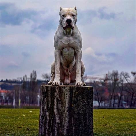 De Ultimo Corredor dogos on Instagram: “King breed of all of the breeds ...