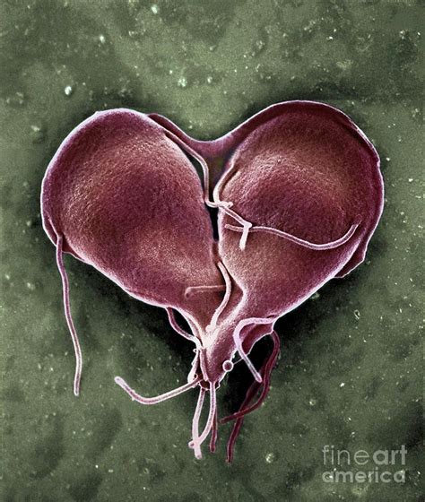 Giardia Lamblia Protozoan Dividing Photograph By Ami Imagesscience Photo Library Pixels