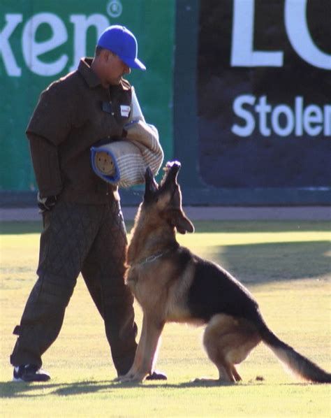 Mittelwest - About - Mittelwest's Show Results - Mittelwest German Shepherds - The Finest German ...