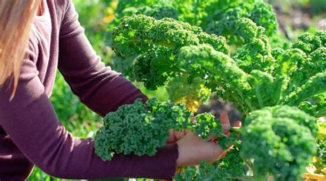 How and When to Harvest Kale For The Best Crop Yields