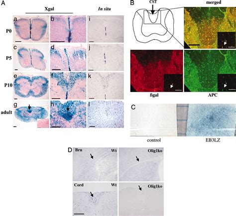 Ephrin B3 Is A Myelin Based Inhibitor Of Neurite Outgrowth PNAS