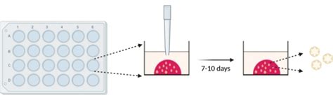 Modeling Oral Esophageal Squamous Cell Carcinoma In 3d Organoids