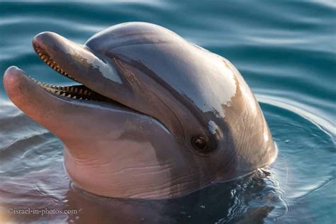 Dolphin Reef, Eilat - Visitors Guide with Vital Tips