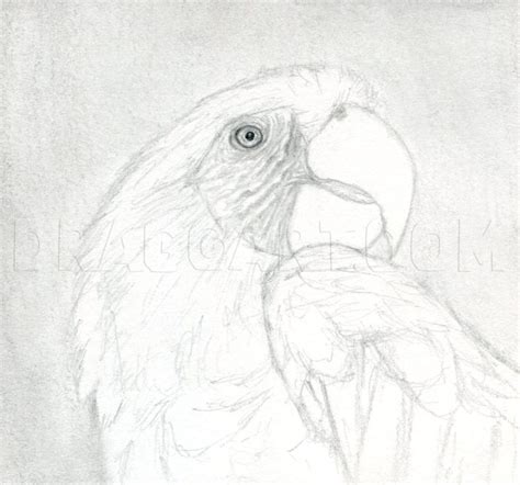 How To Draw A Realistic Parrot Scarlet Macaw Step By Step Drawing