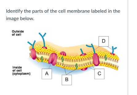 Cell Membrane Diagram Labeled