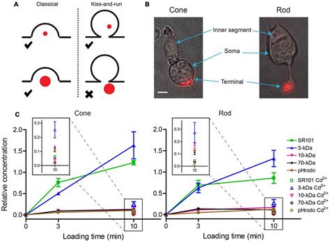 Frontiers Kiss And Run Is A Significant Contributor To Synaptic Exocytosis And Endocytosis In