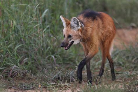 DF teve mais de 1 5 mil resgates de animais silvestres em 2024 Metrópoles