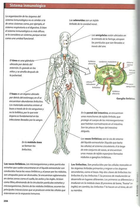 Anatomia Del Sistema Inmune