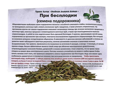 Лечебные свойства травы подорожник: семена, листья, корни, сок ...