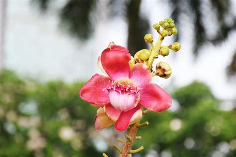 Beautiful Pink Sal Flowers Cannonball Tree Sal Tree Sal of India Cannonball Flower Couroupita ...