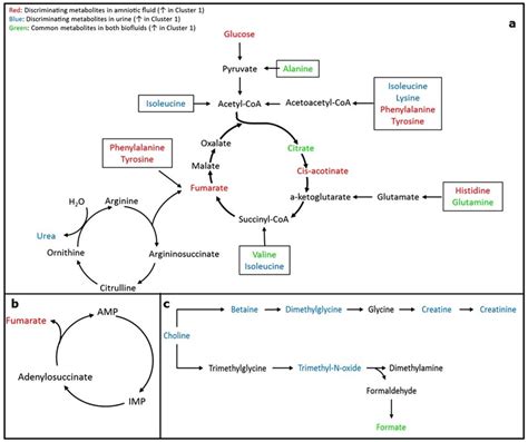 Metabolic Pathways Chart