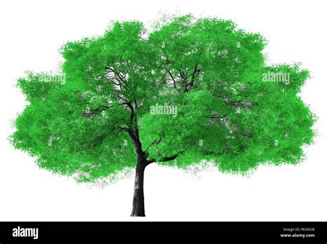 Baum Mit Wei Em Hintergrund Ausgeschnittene Stockfotos Und Bilder Alamy