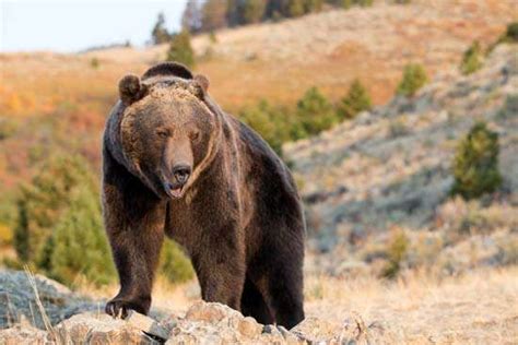 Grizzly Bear Description Habitat And Facts