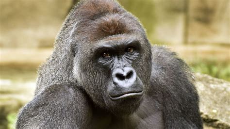 Petition · Cadbury, please reair the gorilla advert in memory of ...