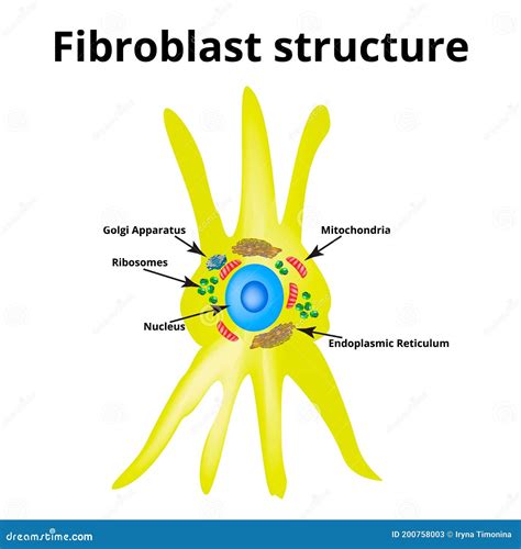 Fibroblast Structure Fibroblast Cell Vector Illustration Isolated