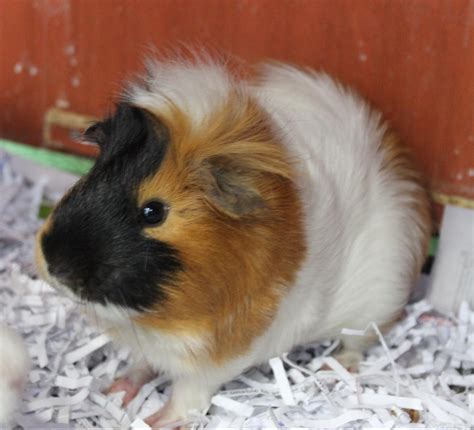 Cinnamon Male Short Hair Ridgeback Mix Guinea Pig In Qld Petrescue