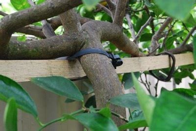 Great Garden Blog Site Garden Amateur