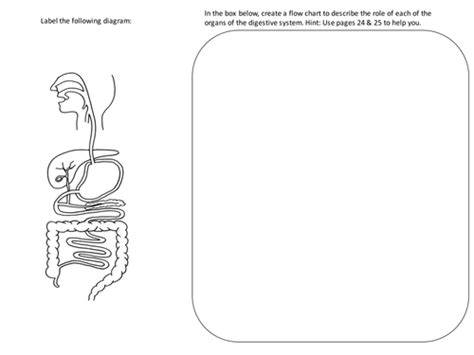 Human Digestive System New Gcse Teaching Resources