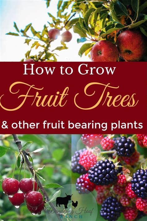 Beginner S Guide To Growing Fruit Trees