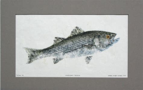 Gyotaku By Brett Swindell Original Gyotaku Fish Rubbings By