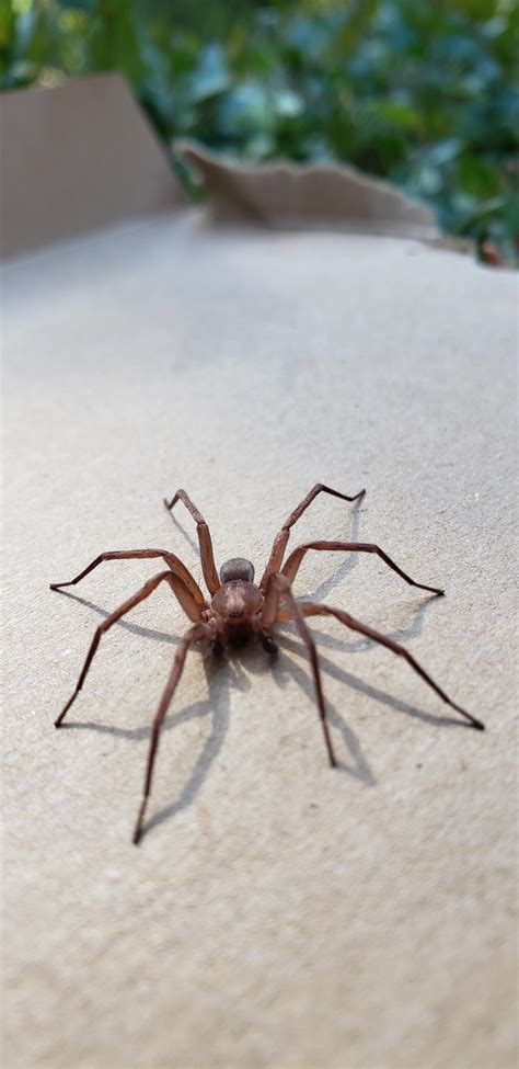 Id Request Brown Recluse Look Alike R Spiders