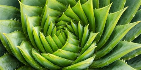 Beautiful Photos of Geometry in Nature - Business Insider