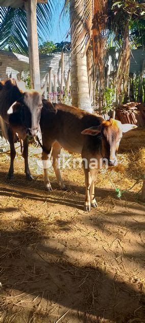 Milk Cow For Sale In Batticaloa City Ikman