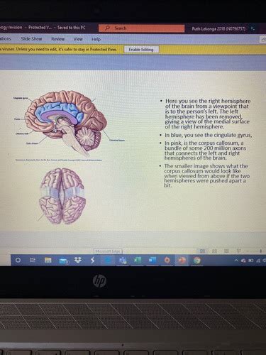 Biopsychology Flashcards Quizlet