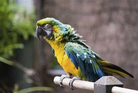 Blue And Gold Macaw Guide Ara Ararauna All You Need To Know And