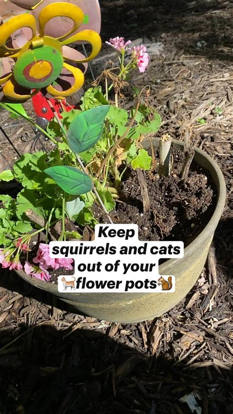 Keep Squirrels And Cats Out Of Your Flower Pots Repellant Rodents