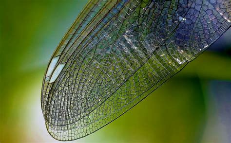 Dragonfly Wings Close Up