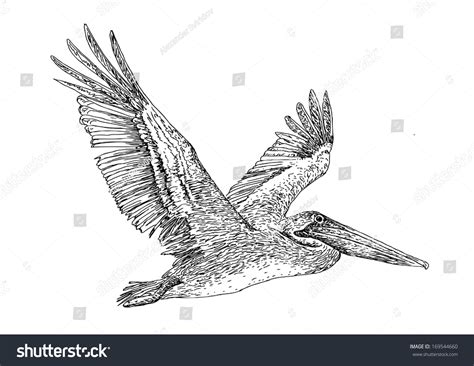 Illustration Of Flying Pelican. Hand Drawing Ink. - 169544660 ...