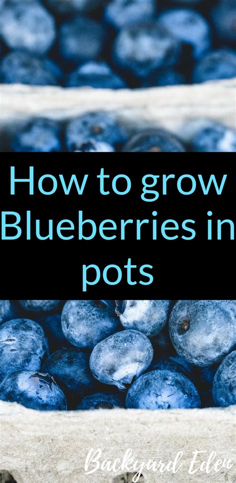 How To Grow Blueberries In Pots Backyard Eden