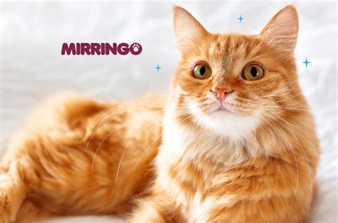 ¿sabes Qué Es El Sida Felino Efecto Mirringo