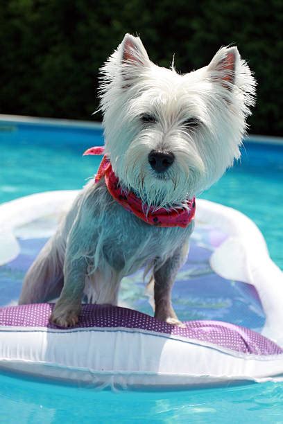 Funny Westie Stock Photos, Pictures & Royalty-Free Images - iStock