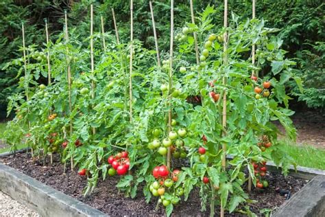 Cultiva Tomateras Con Xito Gu A Completa De Trasplante