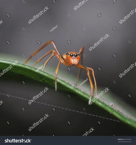 Myrmarachne Plataleoides Kerengga Antlike Jumper This Stock Photo