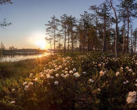 Растения Карелии - фото и картинки: 65 штук