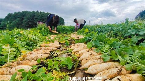 威宁大街乡坪上村：白萝卜采收忙种植拔萝卜收入