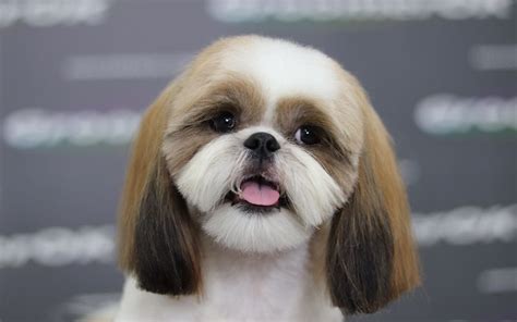 Trendy Shih Tzu Haircuts For A Stunning Appearance