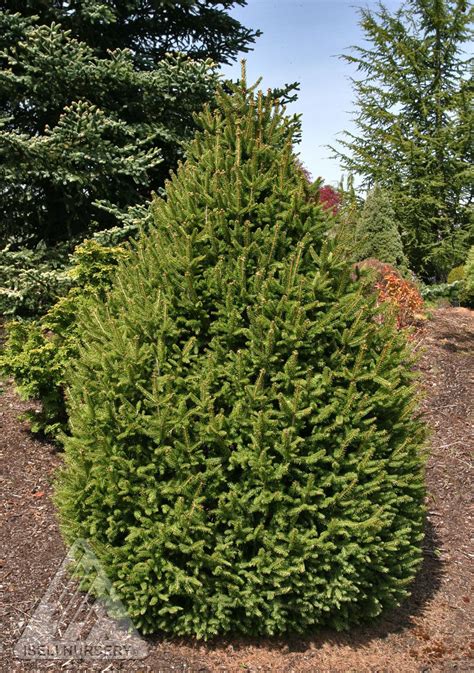 Sherwoods Compact Dwarf Norway Spruce Glover Nursery