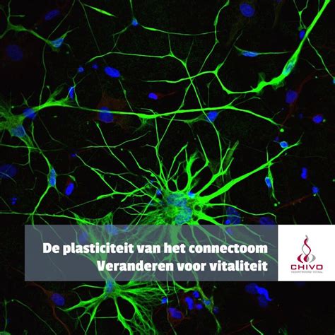 De Neuroplasticiteit Van Het Connectoom Chivo Kennisinstituut