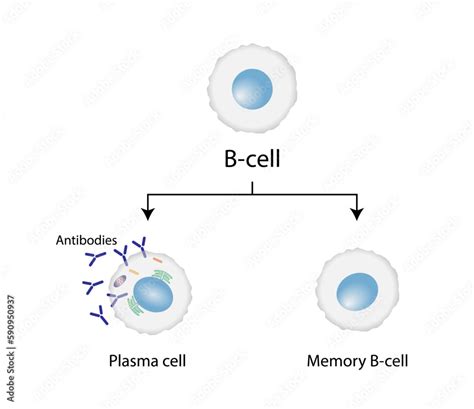 B Cell Leukocytes Plasma Cell And Memory B Cell B Cell