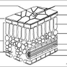 Cross Section Of A Leaf Diagram Quizlet