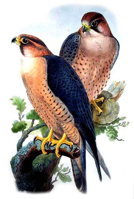 Barbary Falcon Falco Pelegrinoides By John Gould Jogo Bird