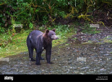 Black bear in the forest Stock Photo - Alamy